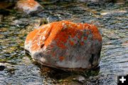 Orange Lichen Rock. Photo by Pinedale Online.