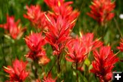 Indian Paintbrush. Photo by Pinedale Online.