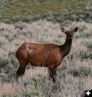 Cow elk. Photo by Pinedale Online.