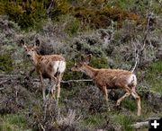 Scruffy Deer. Photo by Pinedale Online.