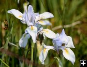 Wild Iris. Photo by Pinedale Online.
