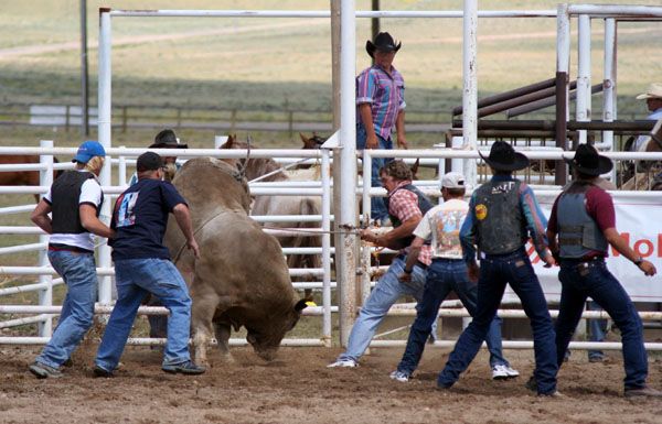 Bull Scramble. Photo by Pinedale Online.