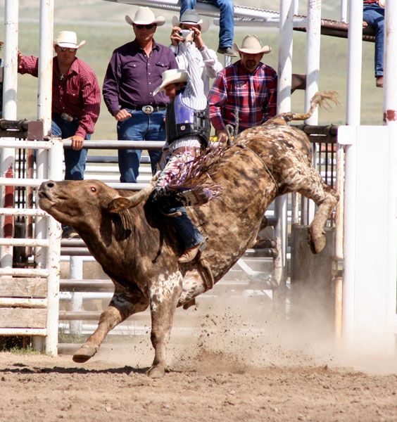 Bull Rider - Jake Greenwood. Photo by Clint Gilchrist, Pinedale Online.