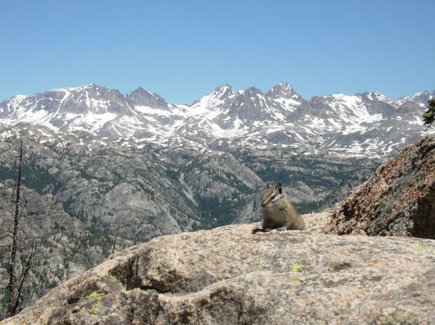 Chipmunk with a view. Photo by Charlie & Shannon from Oregon.