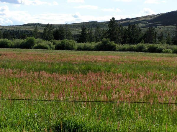 Pretty meadow. Photo by Pinedale Online.