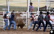 Bull Scramble. Photo by Pinedale Online.