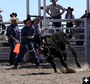 Rope the calf. Photo by Pinedale Online.