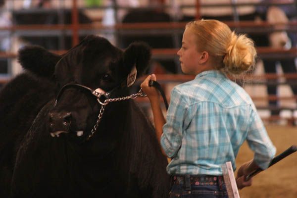 Beef Judging. Photo by Pinedale Online.