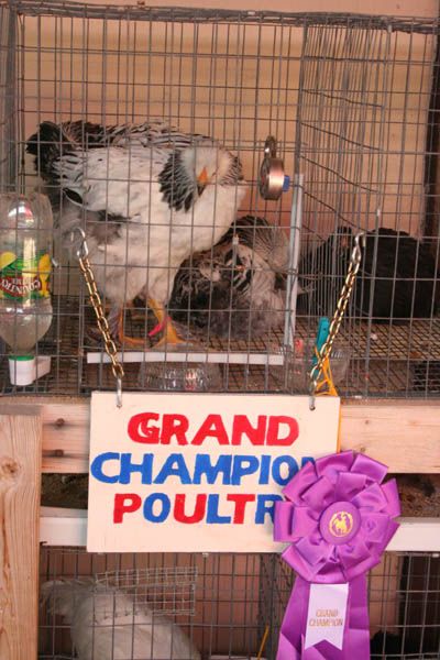 Grand Champion Poultry. Photo by Pinedale Online.