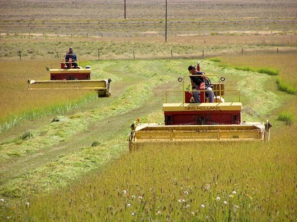 Cutting the grass. Photo by Dawn Ballou, Pinedale Online.