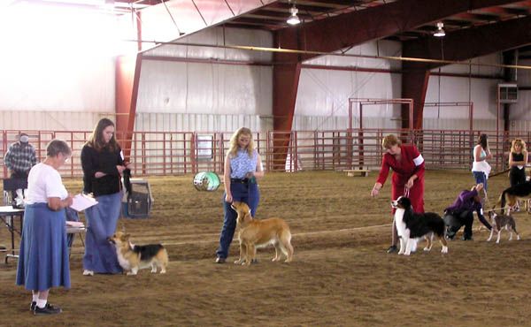 Dog Judging. Photo by Pinedale Online.