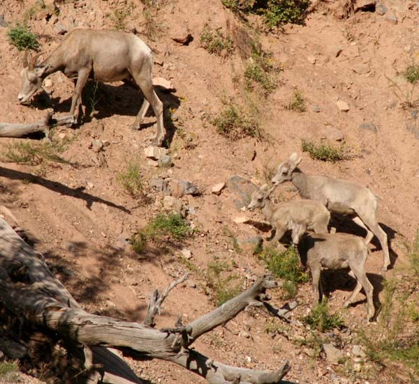 Bighorn Sheep. Photo by Clint Gilchrist, Pinedale Online.