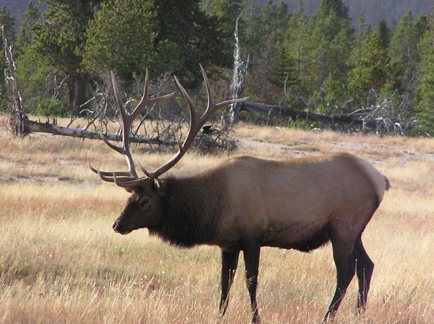 Wyoming Elk. Photo by Pinedale Online.