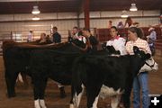 Beef Judging. Photo by Pinedale Online.