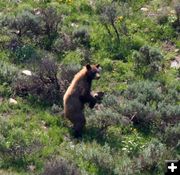 Cinnamon Bear. Photo by Clint Gilchrist, Pinedale Online.