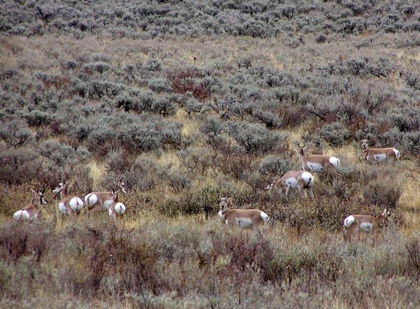 Antelope in Beaver Creek Valley. Photo by Pinedale Online.
