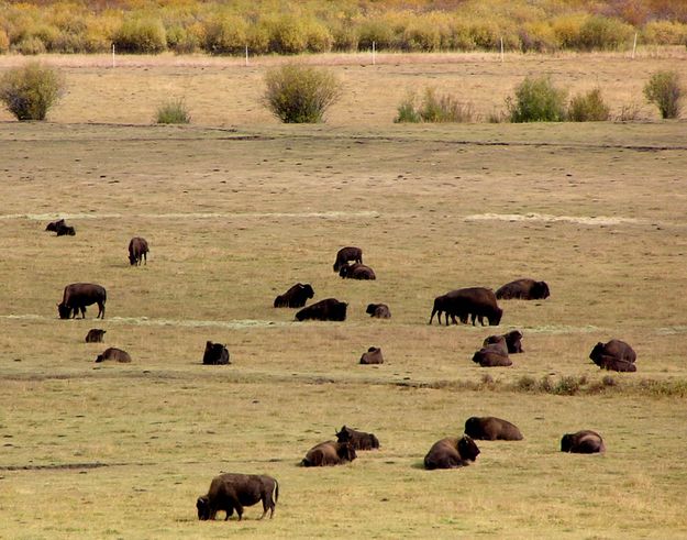 Bison in the Hoback Valley. Photo by Pinedale Online.