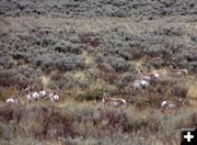 Antelope in Beaver Creek Valley. Photo by Pinedale Online.