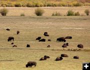 Bison in the Hoback Valley. Photo by Pinedale Online.
