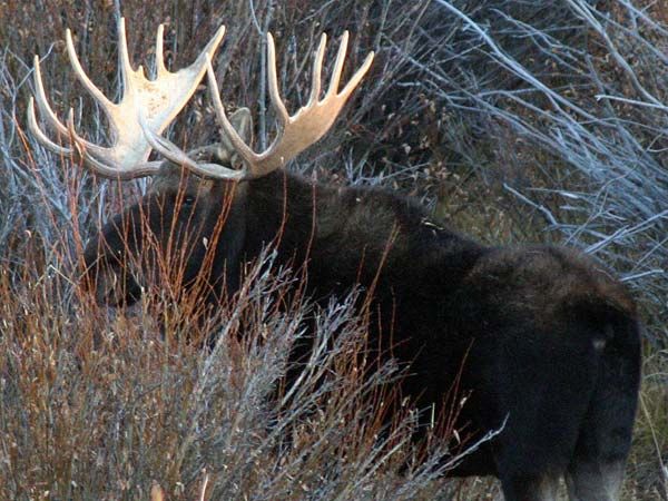 Bull Moose. Photo by Clint Gilchrist, Pinedale Online.