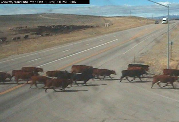 Wildlife on Road. Photo by Wyoming Department of Transportation.
