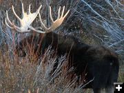 Bull Moose. Photo by Clint Gilchrist, Pinedale Online.