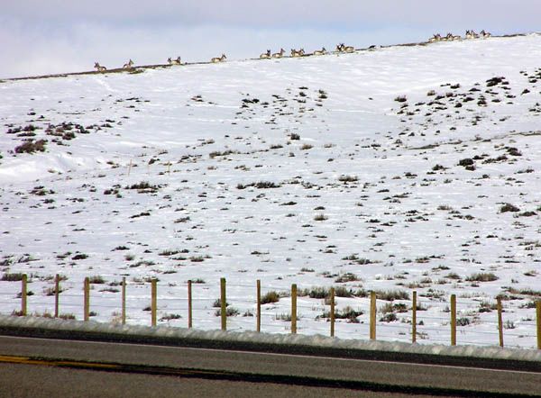 Wildlife near highway. Photo by Pinedale Online.