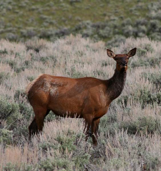 Scab Creek Elk. Photo by Pinedale Online.