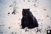 Grizzly Bear. Photo by National Park Service.