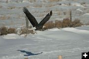 Bald eagle in flight. Photo by Dave Bell.