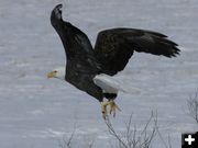 Bald Eagle. Photo by Arnold Brokling.