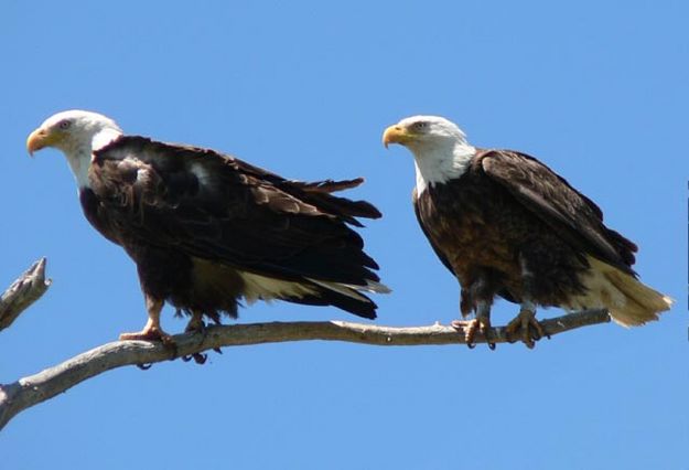 Bald Eagles. Photo by Paul Ellwood.