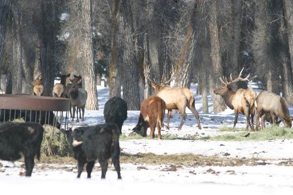 Elk mixing with cattle. Photo by Mark Gocke, Wyoming Game & Fish.