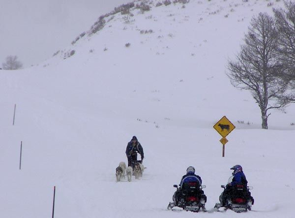 Sharing the trail. Photo by Dawn Ballou, Pinedale Online.