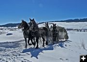 Feeding the cattle. Photo by Barbara Ellwood.