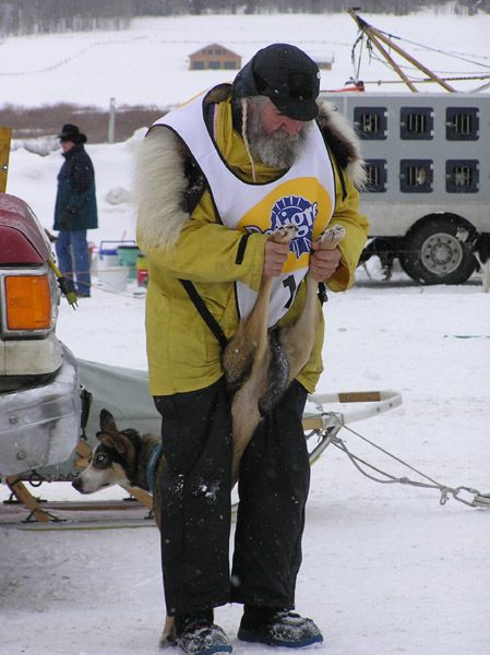 Pre-race dog stretch. Photo by Dawn Ballou, Pinedale Online.