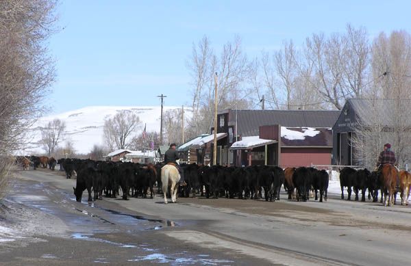 Cattle drive through Daniel. Photo by Dawn Ballou, Pinedale Online.