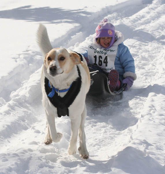 Sled Dog Race. Photo by Clint Gilchrist, Pinedale Online.