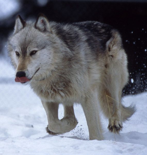 Wolf. Photo by National Park Service.