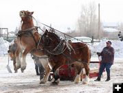 Rearing horse. Photo by Clint Gilchrist, Pinedale Online.