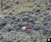 Collared antelope. Photo by Pinedale Online.