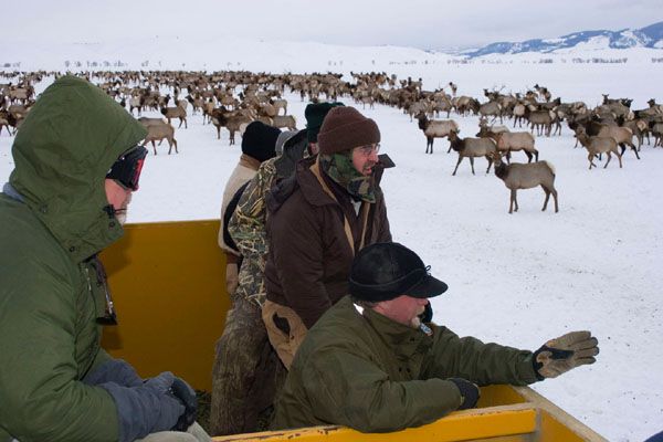 Jackson Elk. Photo by Wyoming Game & Fish.