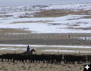 Wyoming Cowboy. Photo by Pinedale Online.