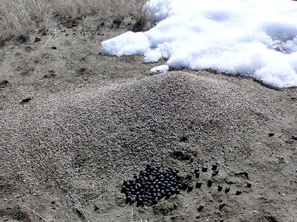 Ant Hill. Photo by Dawn Ballou, Pinedale Online.