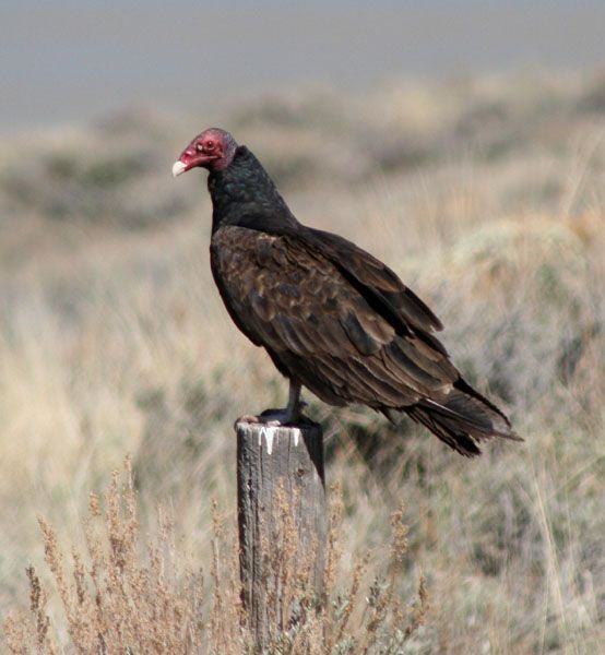 Turkey Vulture. Photo by Clint Gilchrist, Pinedale Online.