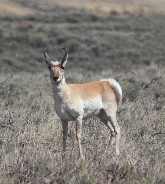 Antelope. Photo by Pinedale Online.