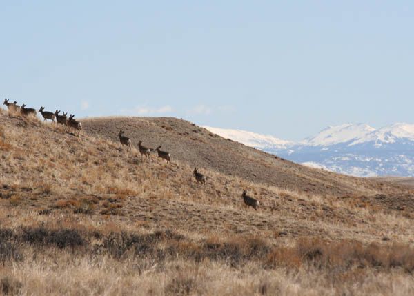 Deer on the open range. Photo by Clint Gilchrist, Pinedale Online.