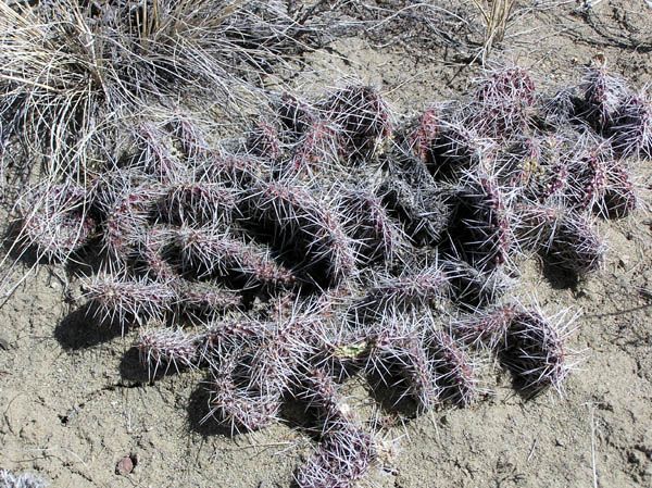 Desert Cactus. Photo by Dawn Ballou, Pinedale Online.