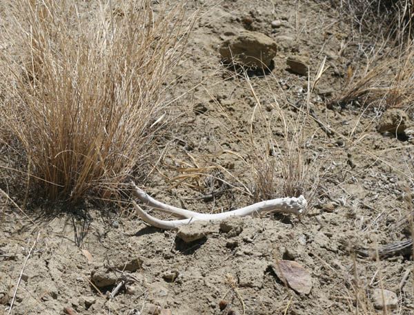 Mule Deer Shed. Photo by Clint Gilchrist, Pinedale Online.