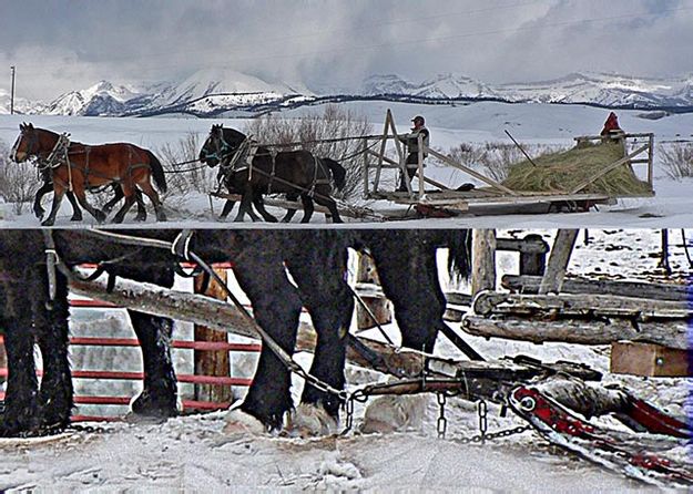 Hay Rack Hitch. Photo by Barbara Ellwood.